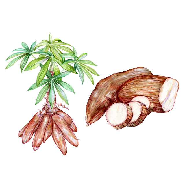 Cassava