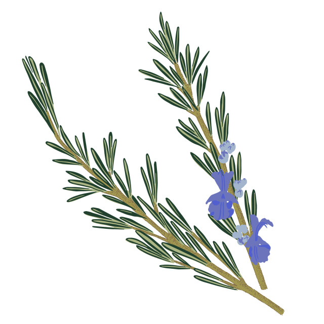 Rosemary