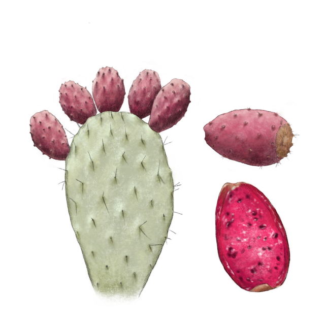 Prickly Pear