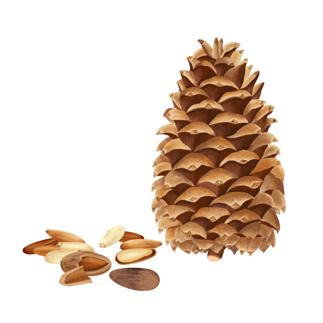 Pine Nut