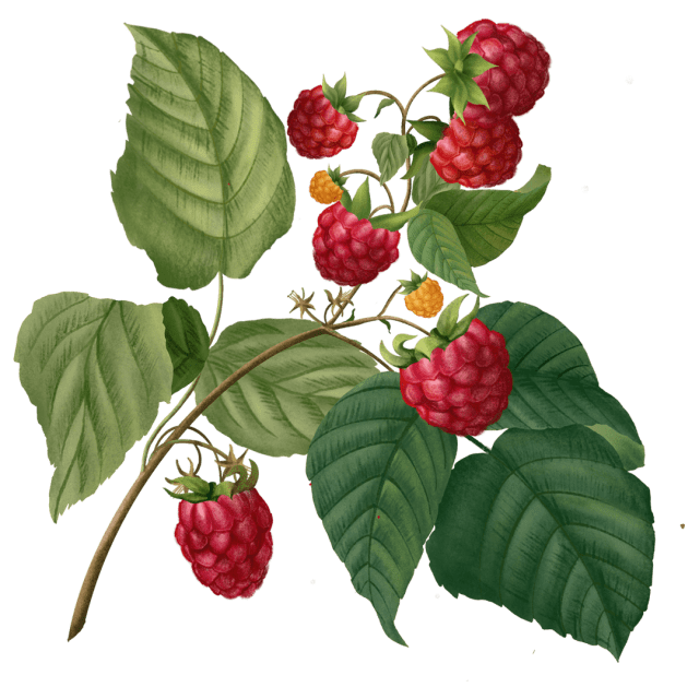 Raspberry