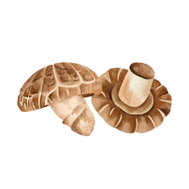 Shiitake