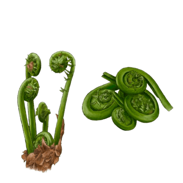 Fiddlehead
