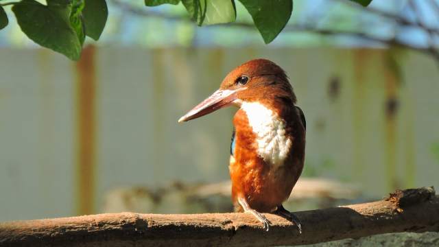 White Throated Kingfisher