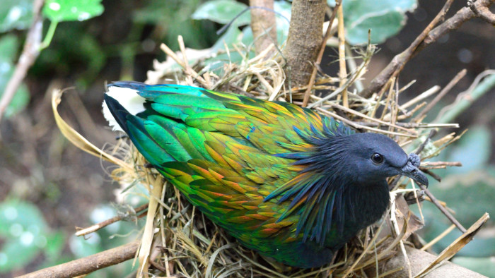 Nicobar Pigeon: Birds of the Paradise Isles