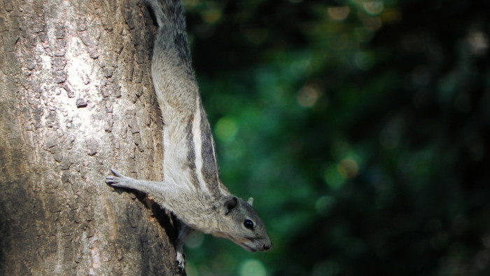 How the Common Palm Squirrel Earned its Stripes