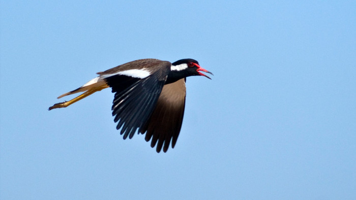 Blend in to Survive, Says the Red-Wattled Lapwing