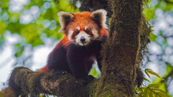 Red Panda, the Cuddly Asian Bamboo Eater