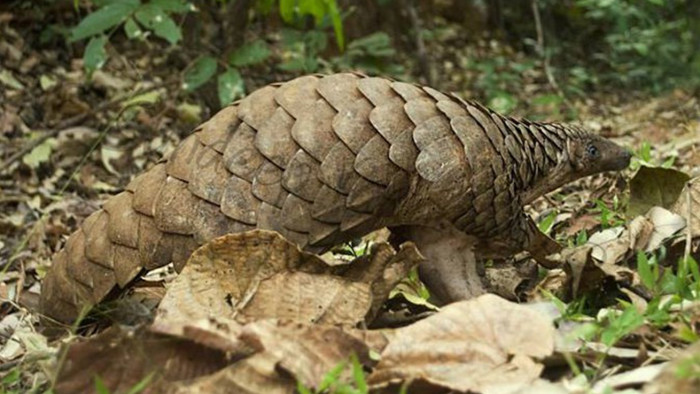 Victims of a Vile Trade, Pangolins are Almost Extinct