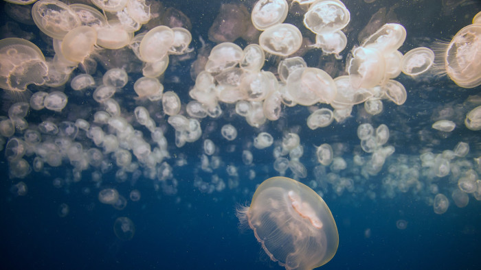 Moon Jellyfish: A Surreal Stinger
