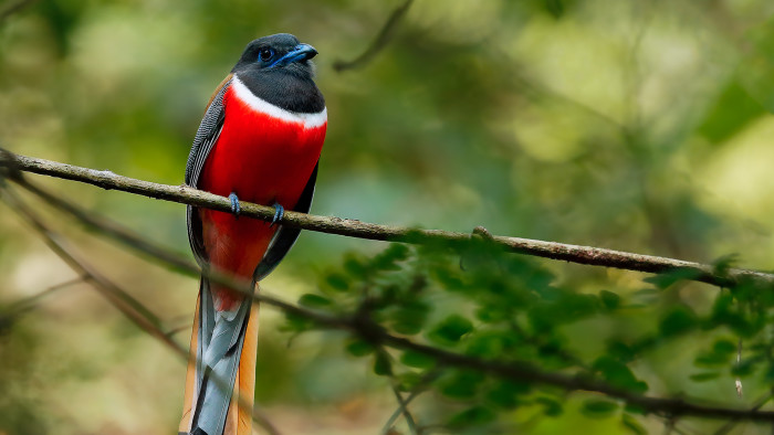Lessons in Love (and Housekeeping) from the Malabar Trogon