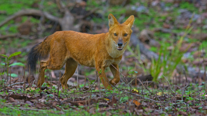 Dholes: The Fearless Communal Pack Hunters