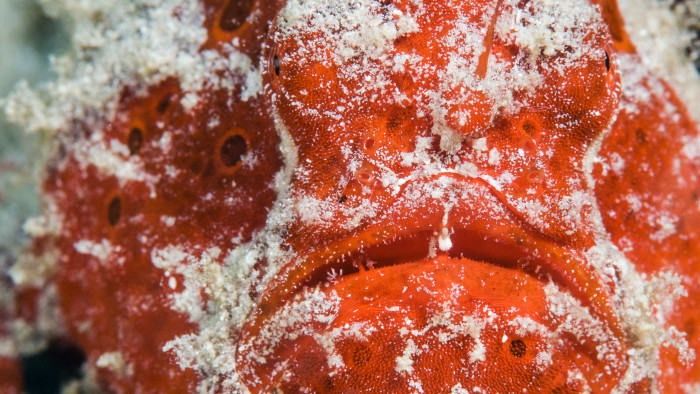Frogfish, the Camouflaged Killer of the Deep