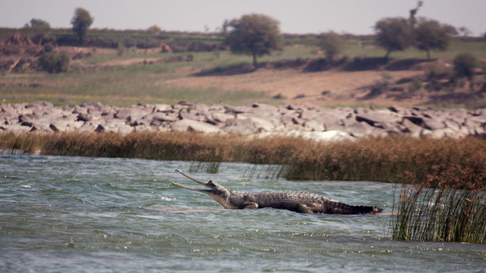 Buzz and Snap: A Gharial in the Bend of the River