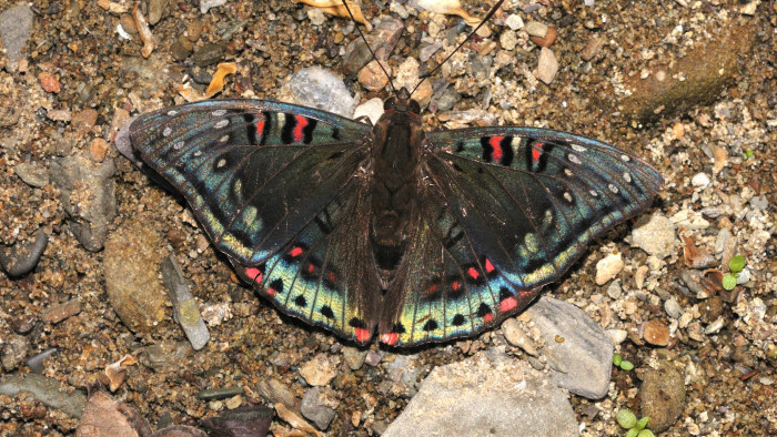 Catch a Spot of Iridescence When a Gaudy Baron Flits By