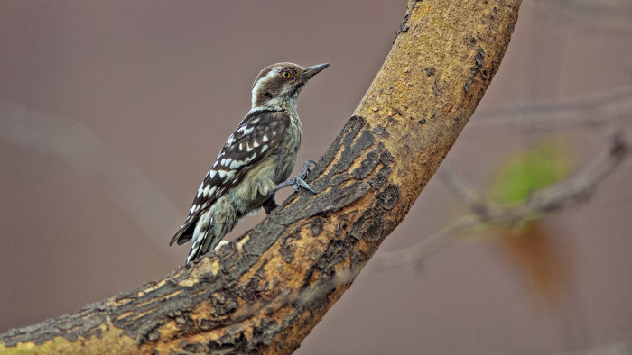 Knock on Wood: The Pygmy Woodpecker Makes an Appearance