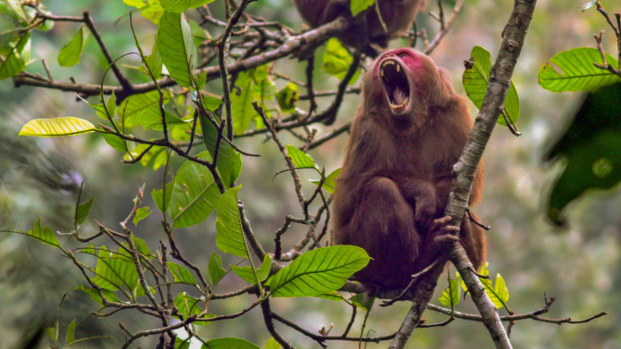 Spotting a Mighty Troop of Stump-tailed Macaques