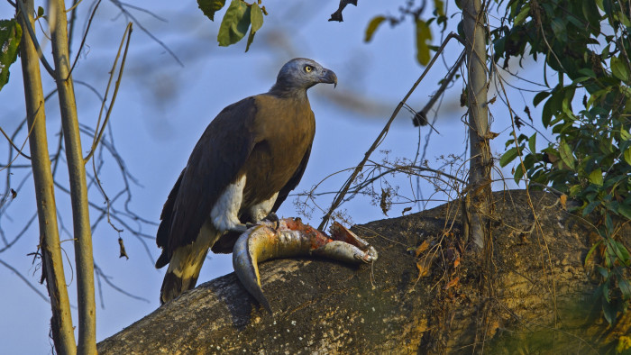 Hunter on the Beel: The Grey-headed Fish Eagle