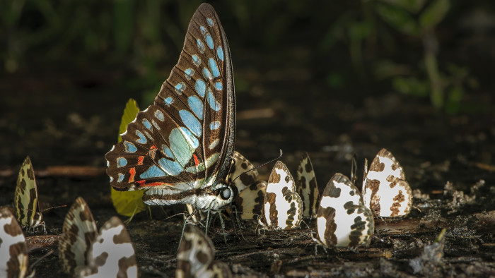 Wings of Wonder: Butterflies of Hollongapar