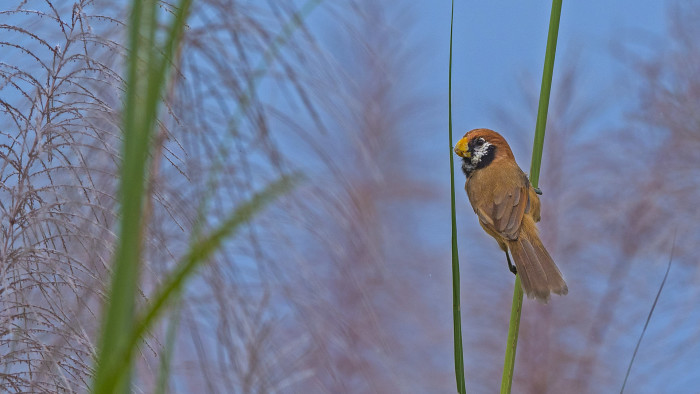 Rare Black-breasted Parrotbills Hide in the Grasslands