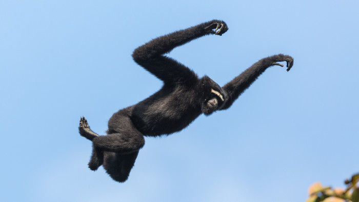 Sultans of Swing: Hoolock Gibbons Rule the Canopy