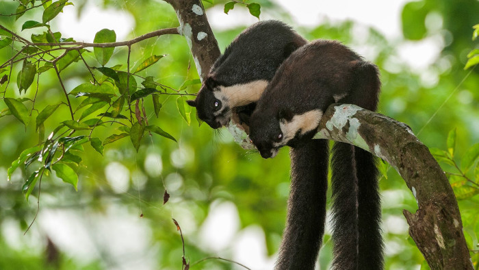 Malahari and Onti: Squirrels in a Dwindling Forest