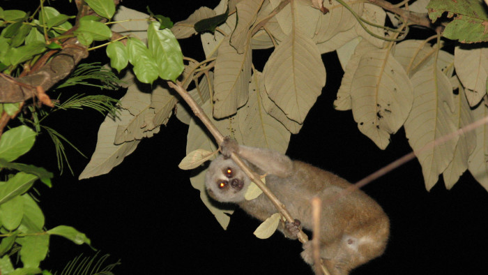 Bengal Slow Loris: The Fiery-Eyed Wonder of the Night