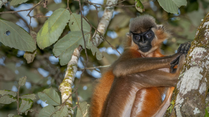 The Monkey with a Beanie: The Capped Langurs of Hollongapar