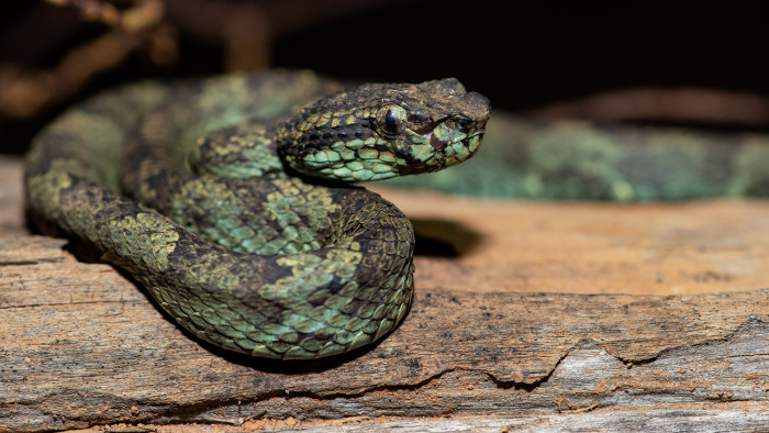 Malabar Pit Viper: Ambush in the Well of Life and Death