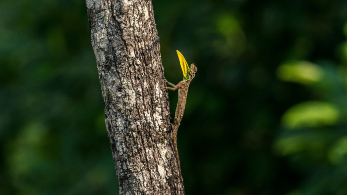 Flying Wizard: Draco the Gliding Lizard