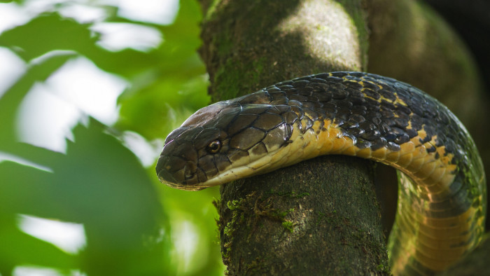 King Cobra: The World’s Longest Venomous Snake