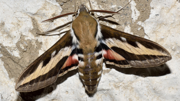 The Rare Hawkmoths of Ladakh