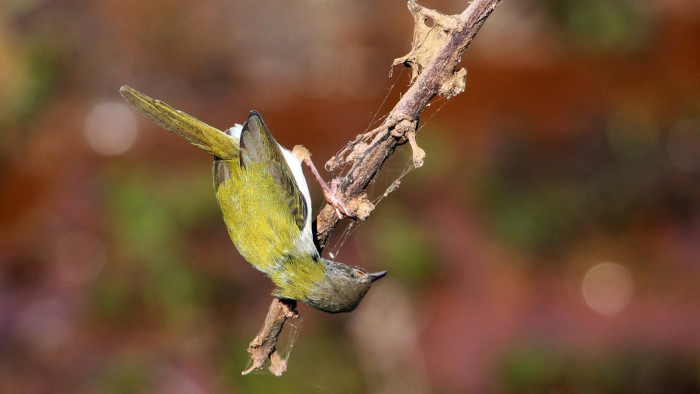 The Common Tailorbird Stitches its Magic