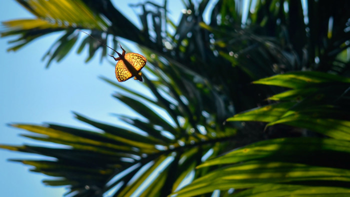 On the Fly: An Afternoon with the Dragon Lizards of Agumbe