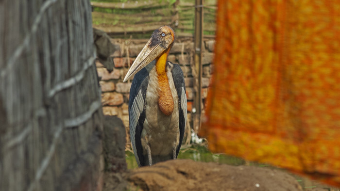 Tall, Dark and Handsome: The Greater Adjutant