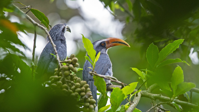 Malabar Grey Hornbills: Gardeners of the Rainforest