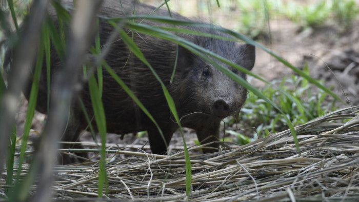 Meet the Pygmy Hog, the Rarest Pig in the World