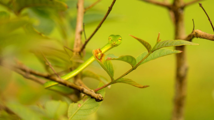 Leaf Masquerade of the Vine Snake