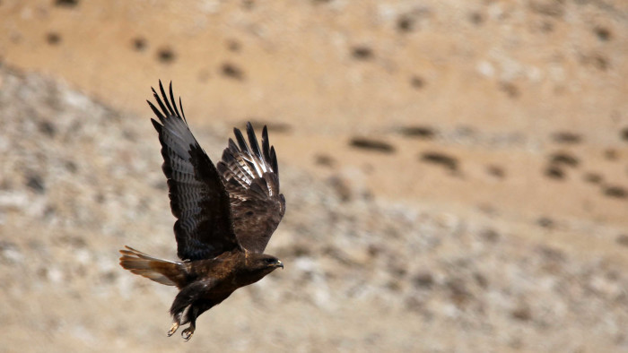 The Soaring Raptor of the Changthang Skies