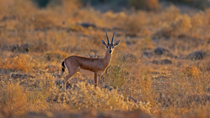 Chinkara: The Dainty Desert Ballerina