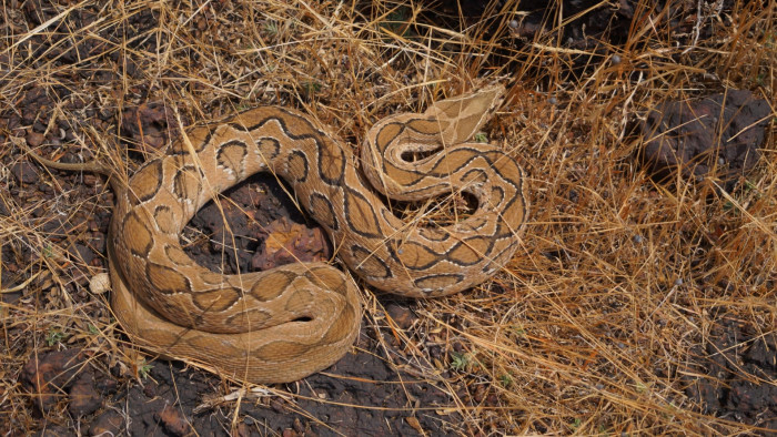 Russell’s Vipers: Predators of the Undergrowth