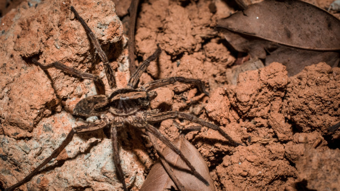 The Eight-Legged Wolf with Stars in its Eyes