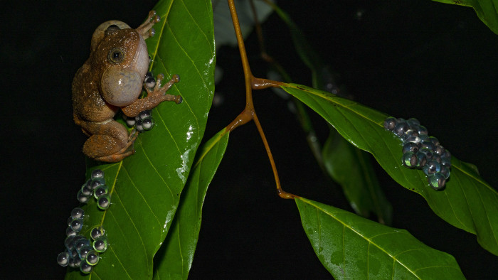 Don’t Kiss and Tell: The Unusual Breeding Behaviour of Humayun’s Wrinkled Frog