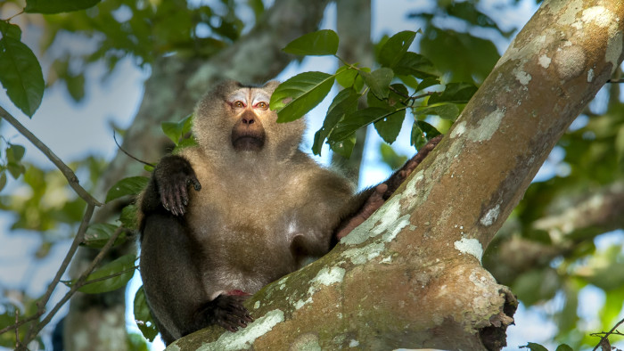 Pig-tailed Macaque: Elusive Monkey of the Deep Forest