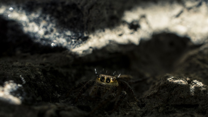 Leap of Faith: The Magical World of Jumping Spiders
