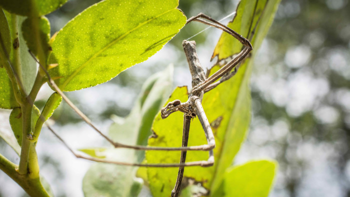 Snare Traps and Night-vision Goggles: Net-casting Spider on a Hunt