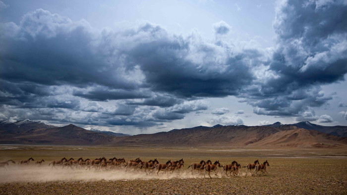 At a Canter: The Kiang of the Changthang
