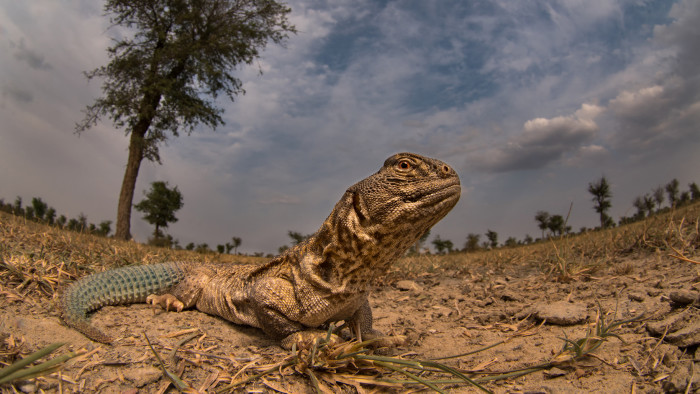 Meet Spiny, the Only Herbivorous Lizard Species in India