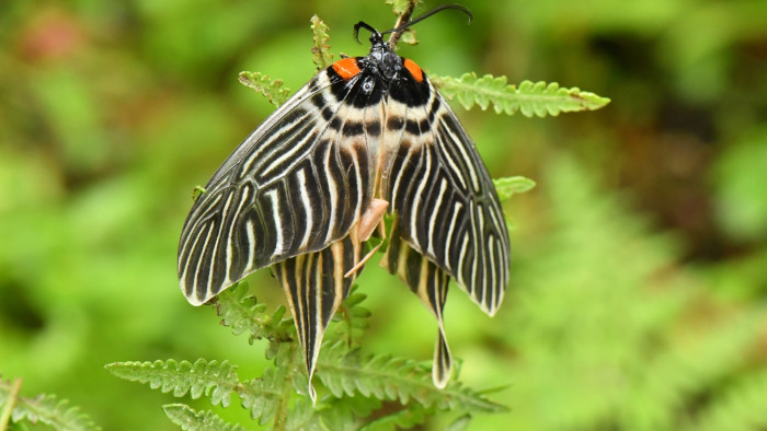Wings of Chance: The Accidental Discovery of the Apatani Glory Moth