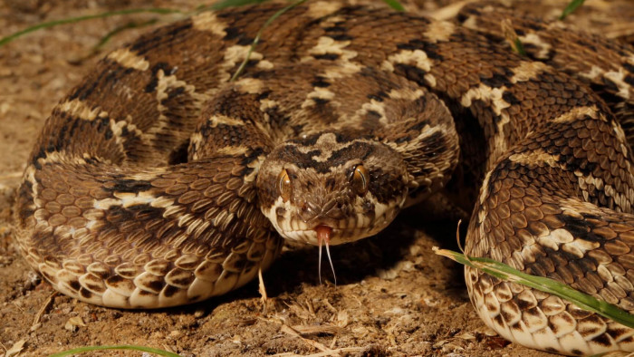 Petite but Deadly: Secrets of the Saw-scaled Viper